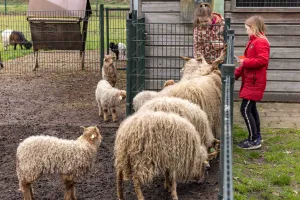 Kinderboerderij Uden Het scheren van de schapen is elke zomer een ware happening! Foto: © Peter Noy