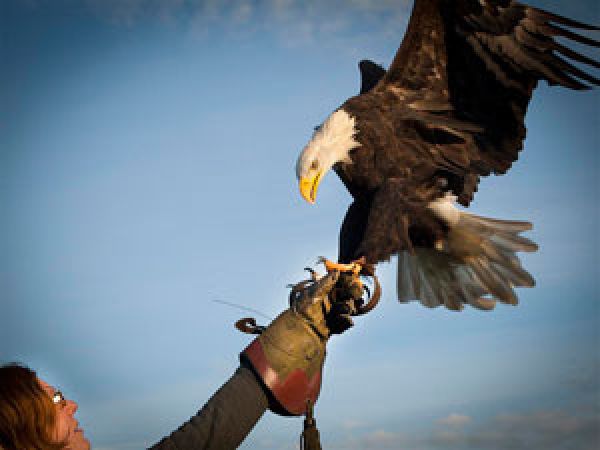 Teambuilding en bedrijfsuitjes met roofvogels - DagjeWeg.nl