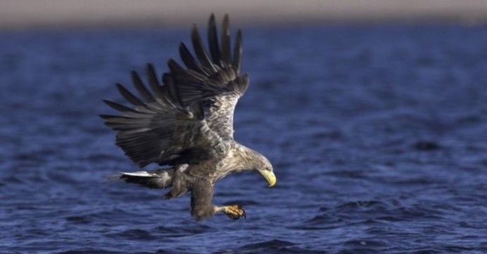 Vliegende deuren boven de Oostvaardersplassen