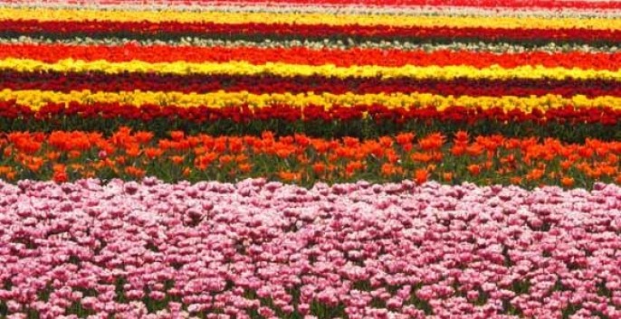 Vakantieparken in Flevoland