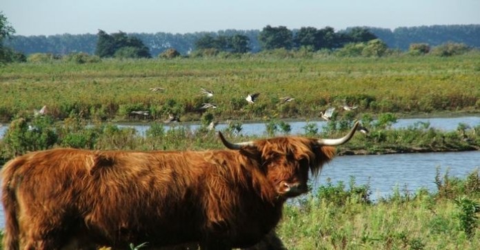 Tiengemeten: stille wildernis in de Randstad