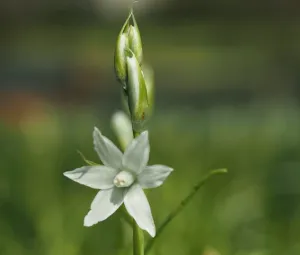 Voorjaar in aantocht Foto geüpload door gebruiker Geldersch Landschap en Kasteelen