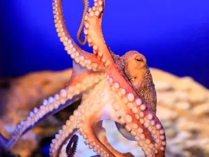 Een octopus kijkt terug. Foto: SeaLife