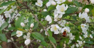 Geniet van zon en groen in 7 prachtige tuinen Spot je de bij? In botanische tuinen zoemen de bijen om bloeiende bomen en struiken heen en kun je nog veel meer leven zien. Foto: DagjeWeg.NL / Tonny van Oosten