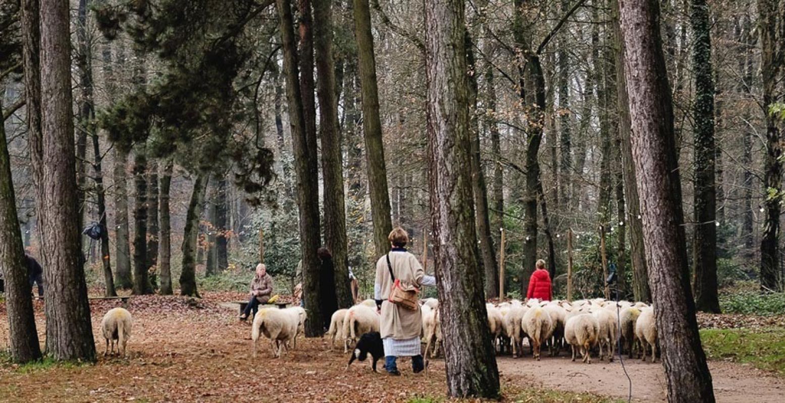 Herders met schapen kunnen natuurlijk niet ontbreken in de kerststal. Foto: Museumpark Orientalis