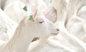 Gratis naar de geitjes Daar is de witte geit! Foto: De Mèkkerstee