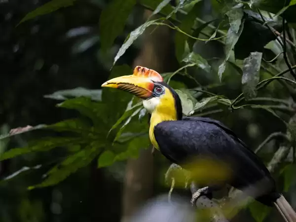 Spot een geribbelde neushoornvogel in de Bush. Foto: Burgers' Zoo