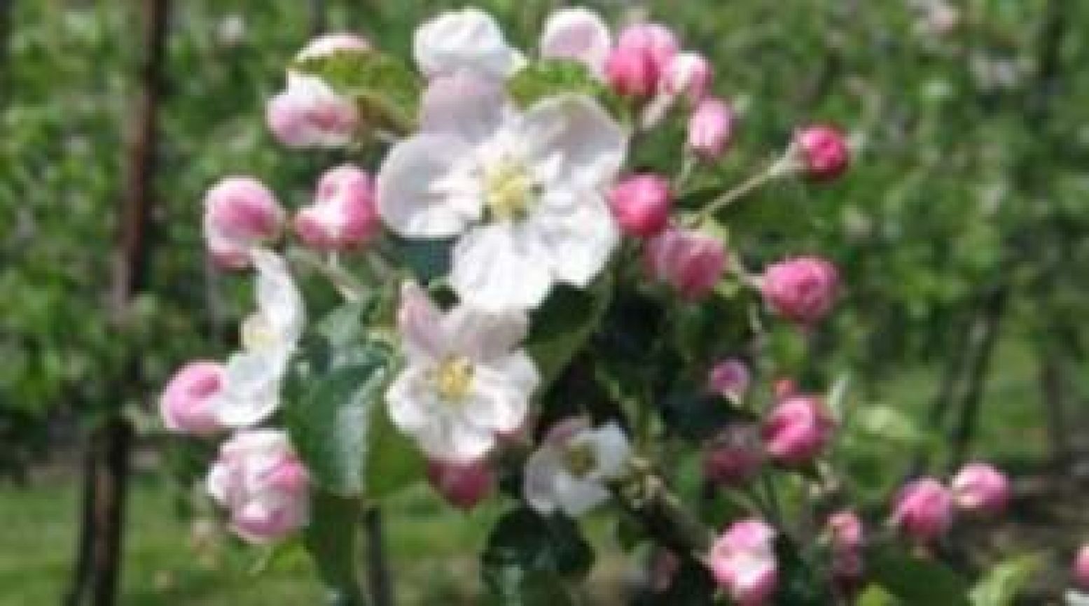 Bloesem in de museumtuin. Foto: Fruitteeltmuseum