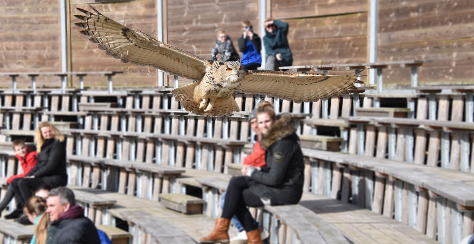 Ontmoet de dieren van Dierenpark Hoenderdaell en zie de roofvogels van heel dichtbij. Foto: Dierenpark Hoenderdaell