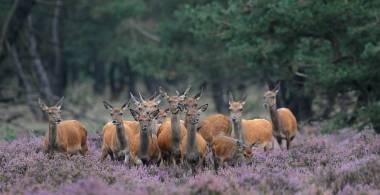 Spot wilde dieren vanuit je luie stoel