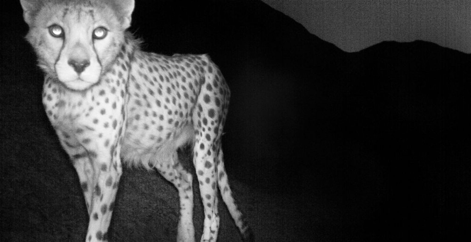 Kijk in de ogen van een Aziatische Cheetah. Foto: Frans Lanting.