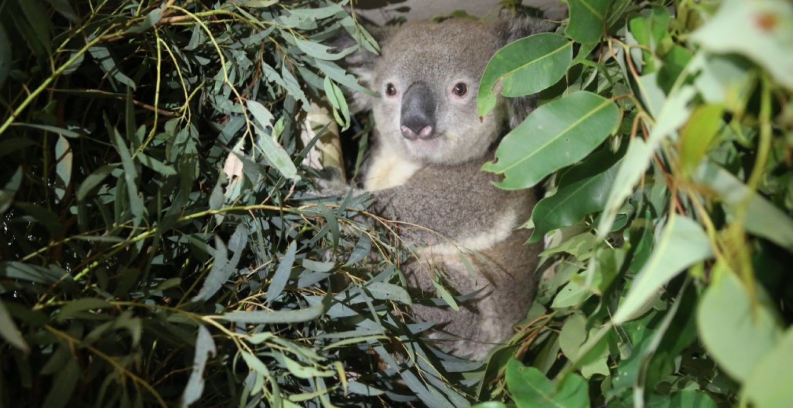 Maak kennis met de twee nieuwe koala's in Pairi Daiza. Foto: Pairi Daiza