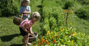 Plukken voor een prikkie in deze pluktuinen Verzamel je eigen collectie aan bloemen, fruit of groenten in een pluktuin. Foto: Redactie DagjeWeg.NL.