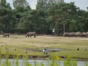 Neushoorns op de savanne.