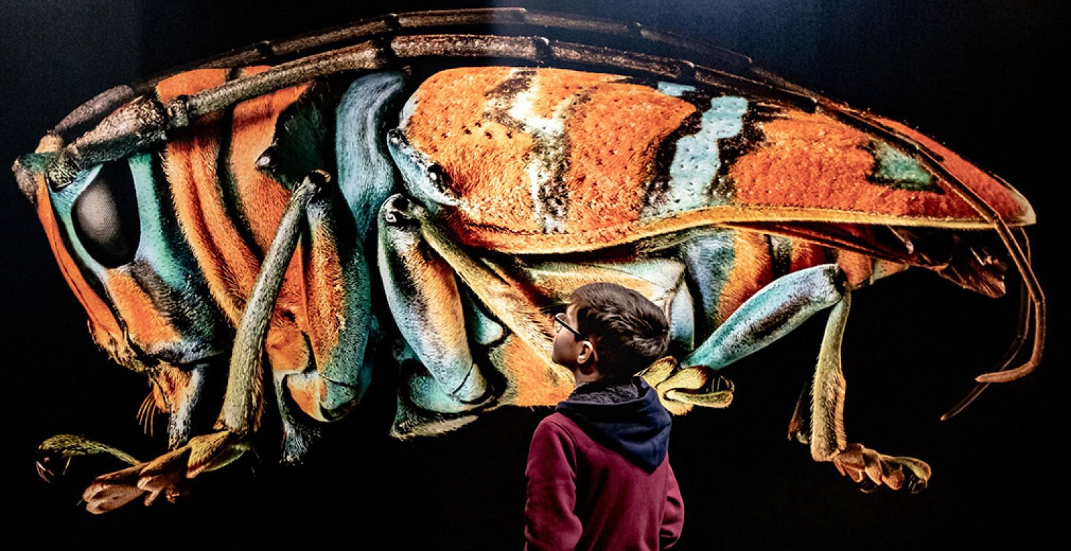 Op Expositie Microsculpture zie je insecten zoals je ze nog nooit hebt gezien. Foto: Focuss22 â€“ Jean Pierre Geussens