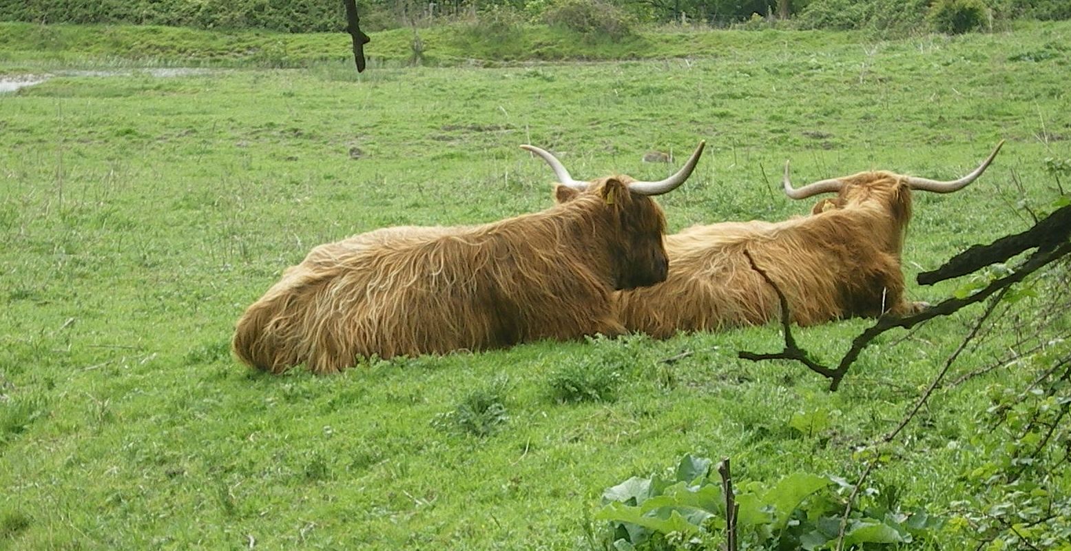 Ook in de natuurgebieden van Zeeuws-Vlaanderen kun je grote grazers tegenkomen, zoals deze Schotse Hooglanders. Foto: DagjeWeg.NL © Tonny van Oosten