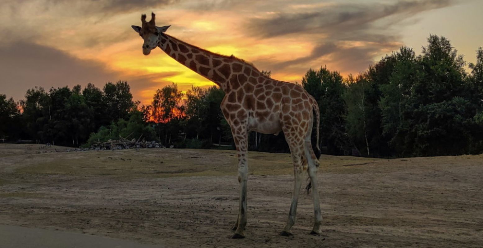 's Avonds op safari! Foto: Safaripark Beekse Bergen