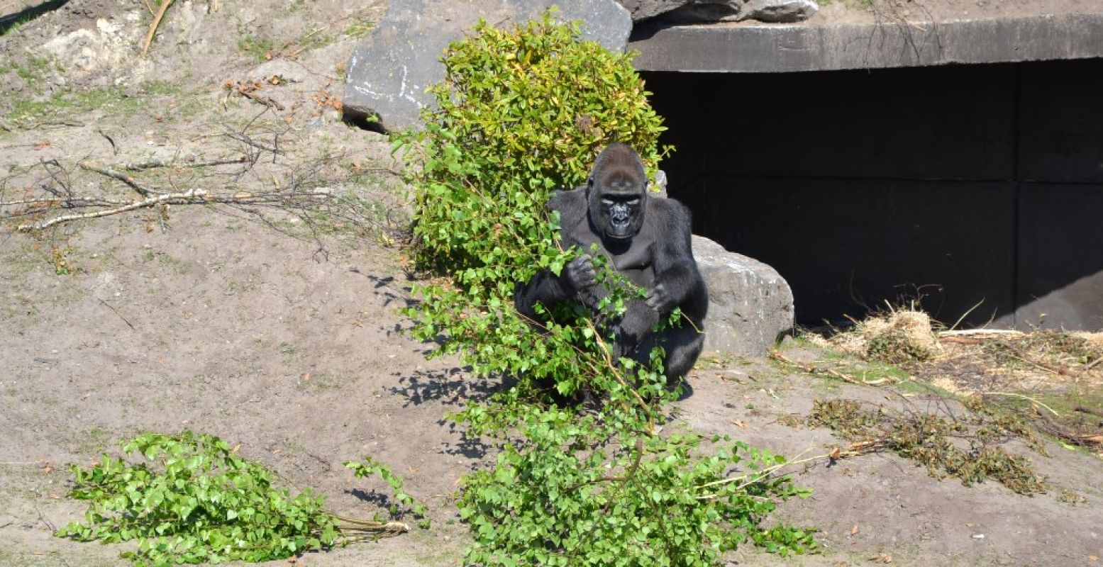 De westelijke laaglandgorilla wordt in het wild bedreigd. Foto: Beekse Bergen