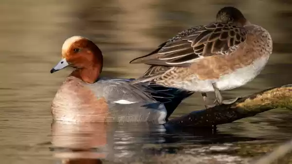 Vogels van de Reeuwijkse Plassen Smientenpaar in het water | Foto ge&uuml;pload door gebruiker Staatsbosbeheer.