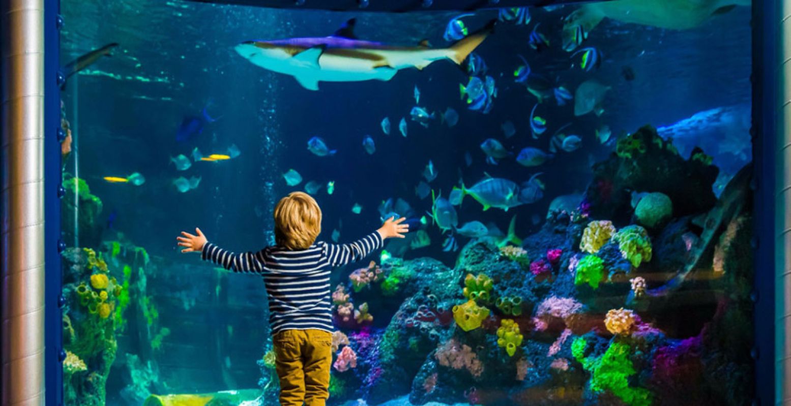 Bezoek de grootste onderwaterwereld van Duitsland op ruim een uur rijden vanaf Arnhem: SeaLife Oberhausen. Foto: SEA LIFE