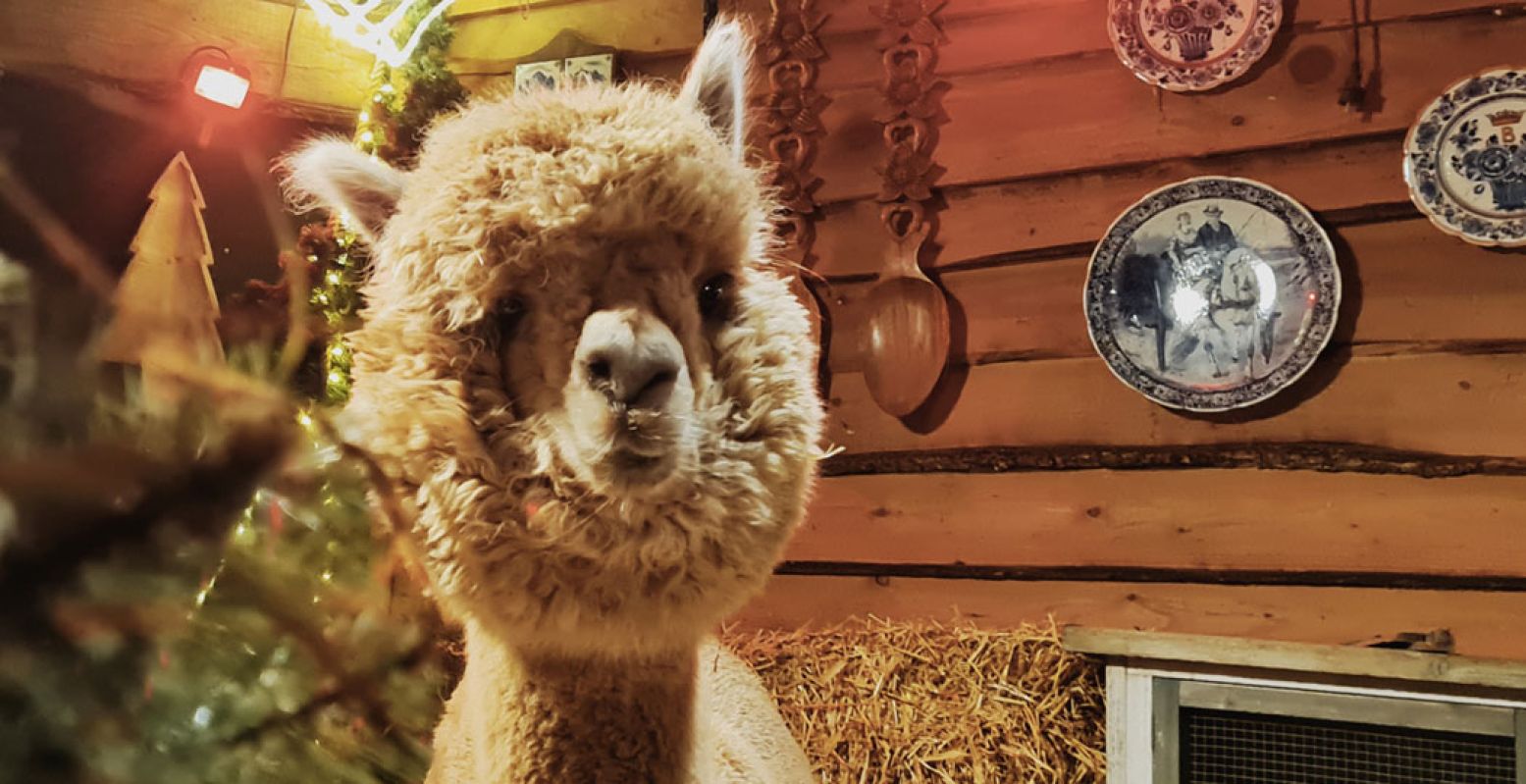 Thee drinken in een knusse stal vol schattige alpaca's; het kan bij Alpaca Tea Time in Lemelerveld, het populairste uitstapje van 2020 in Overijssel. Ook nu gewoon te bezoeken. Foto: Alpaca Tea Time