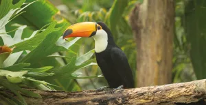 Bekijk andere dierentuinen in Nederland