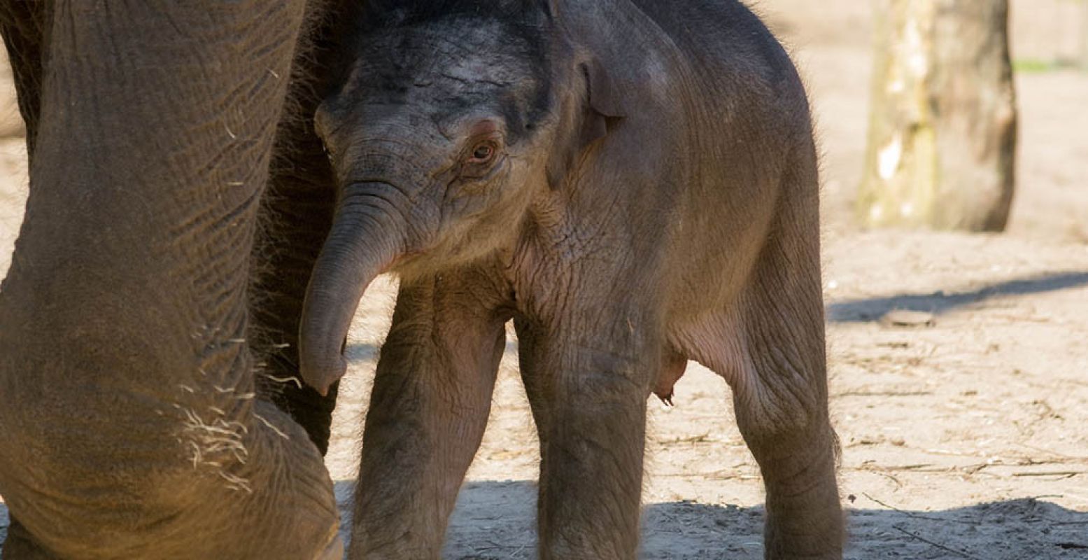 Kom de kleine Yunha bewonderen in DierenPark Amersfoort! Foto: DierenPark Amersfoort.