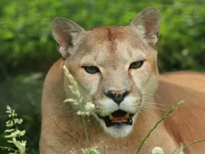 Foto: Dierenpark De Zonnegloed