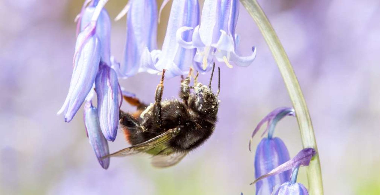 Bijen helpen boeren door stuifmeel te verspreiden. Foto: Naturalis