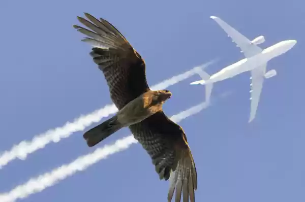 Expo FLIGHT Foto: Koninklijk Belgisch Instituut voor Natuurwetenschappen