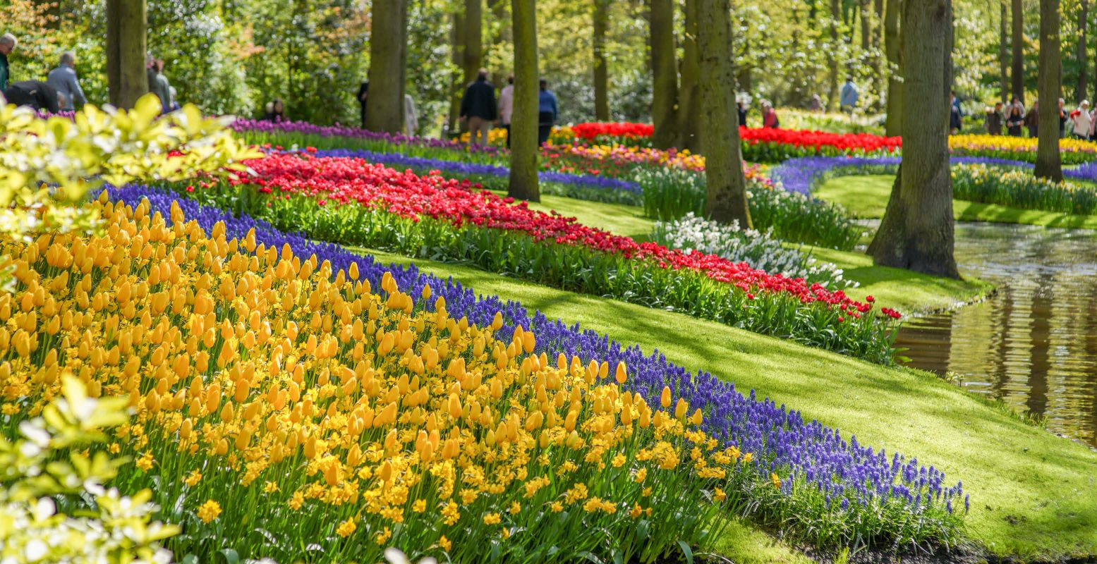 Wandel langs miljoenen bloemen. Foto: Keukenhof