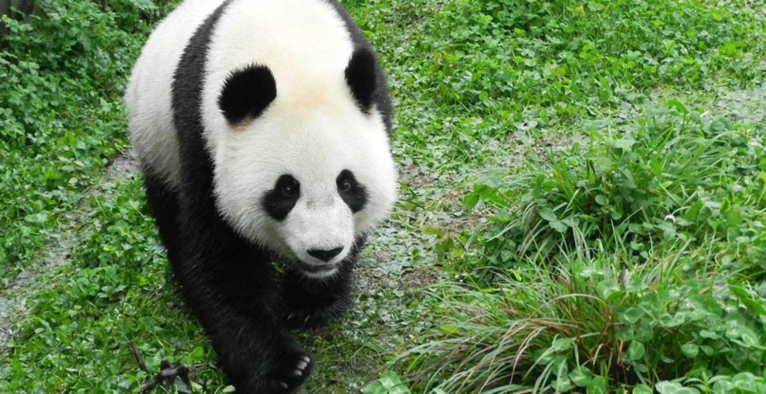 Vanaf 31 mei zijn de panda's te bewonderen in hun verblijf Pandasia. Foto: © Ouwehands Dierenpark Rhenen.