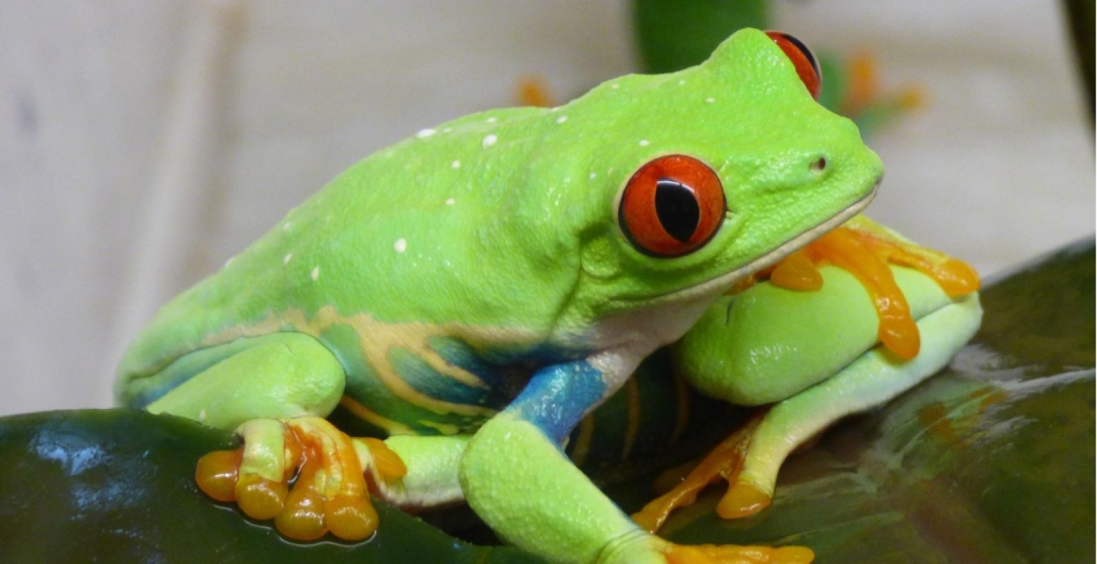 In Iguana Reptielenzoo is het voor de exotische bewoners elke dag zomer. Foto: Iguana Reptielenzoo.