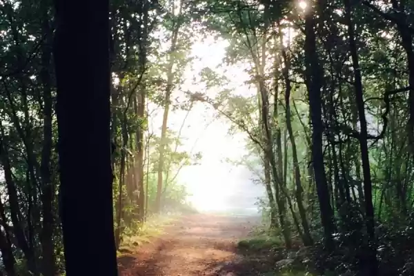Uit-jeTent Festival Kuinderbos -  bolderwagen bospad in ochtendlicht | Foto ge&uuml;pload door gebruiker Staatsbosbeheer.
