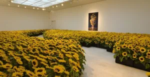 Zonnebloemen als eerbetoon aan nabestaanden MH17-ramp
