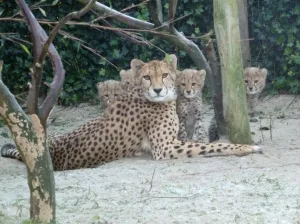 Cheeta_s de wijde wereld in Moeder cheeta en kinderen. Foto: Zoo Parc Overloon.
