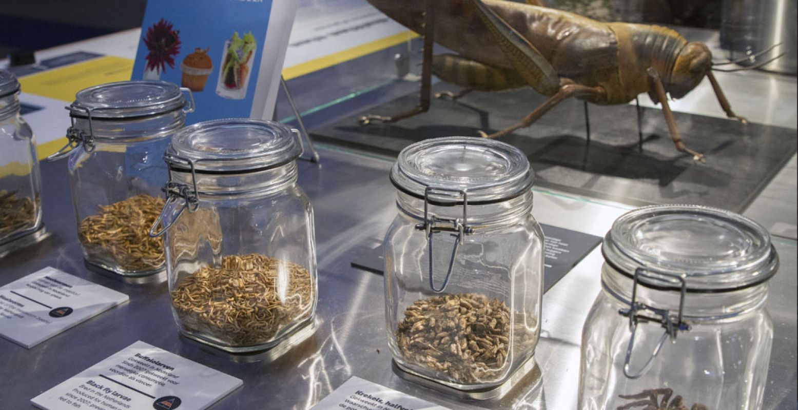 Zou je meer insecten willen eten? Een oplossing om de hele wereld van eten te blijven voorzien. Foto: Museon Den Haag