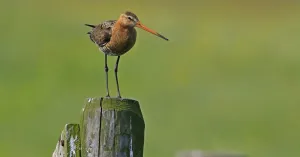 Friese ledenbijeenkomst weidevogels Friese ledenbijeenkomst weidevogelsFoto geüpload door gebruiker Natuurmonumenten.