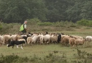 Ontmoet de herder en zijn schapen. Foto: Nationaal Park Utrechtse Heuvelrug
