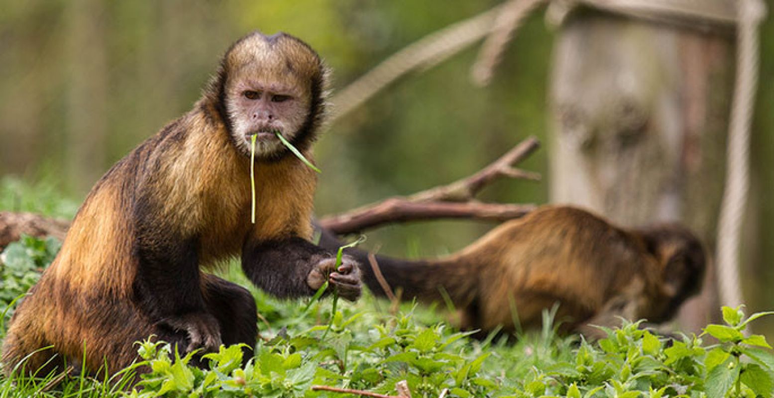 Aapjes kijken in GaiaZoo. Foto:  Jean van der Sluijs. 