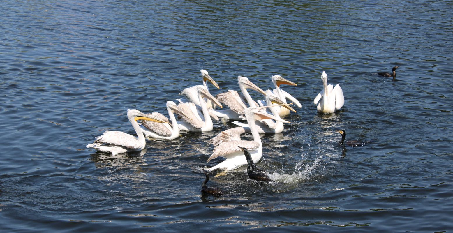 De pelikanen happen naar de visjes. Hebbes! Foto: DagjeWeg.NL