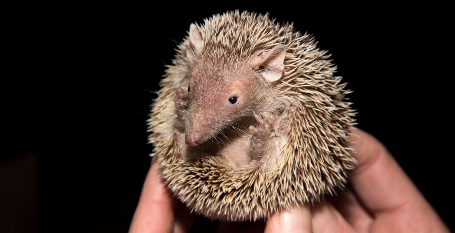 Ontdek bijzondere schepsels in Zoo Bizar in Orvelte. Foto: Zoo Bizar