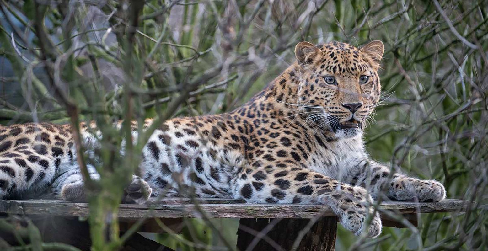 Spot indrukwekkende dieren in Tierpark Nordhorn, zoals deze amoerpanter. Foto: Tierpark Nordhorn © Franz Frieling