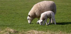 Waddeneilanden, here we come! Schapen kijken op Texel. Foto: Wikipedia