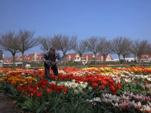 Prachtige bloemen. Foto: Hortus Bulborum