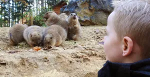 10 leukste dagjes uit met peuters en kleuters in Utrecht Ontmoet spannende en schattige dieren van heel dichtbij in DierenPark Amersfoort. Foto: DierenPark Amersfoort.