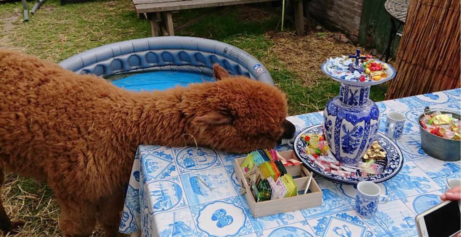 Alpaca's zijn van nature nieuwsgierig. Grote kans dus dat ze even bij je komen snuffelen en buurten. Foto: DagjeWeg.NL.