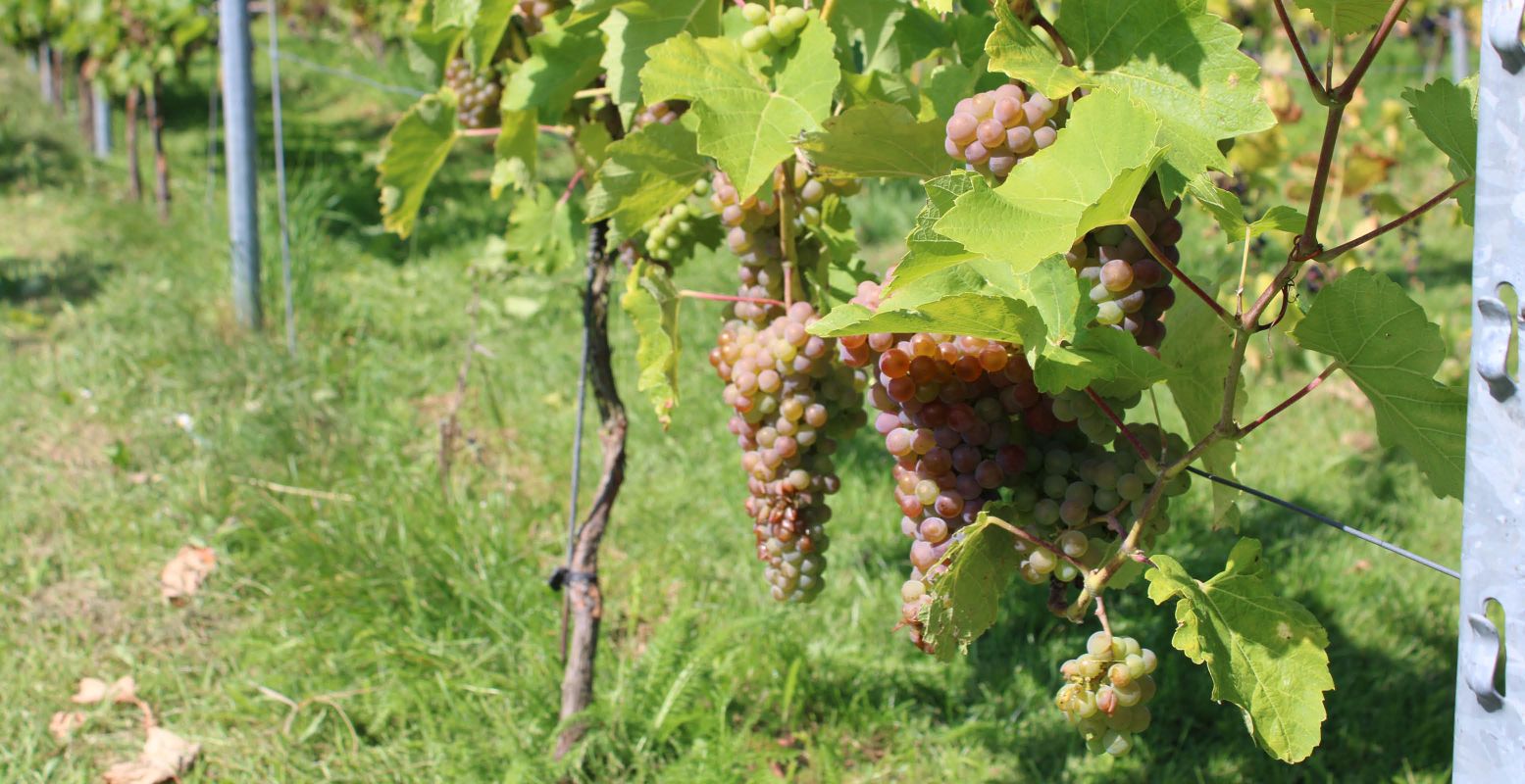 Overal hangen grote trossen druiven, in diverse kleuren. Foto: DagjeWeg.NL