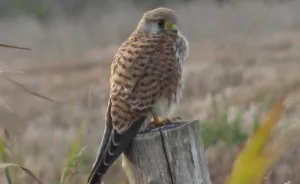 Natuurlijk genieten op de Dutch Bird Fair