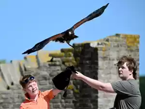 Valkenier Birdlive Ruine van Nuwendoorn. Foto: Martijn Langeveld